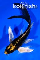 5.5" ARAGOKE KABUTO BUTTERFLY