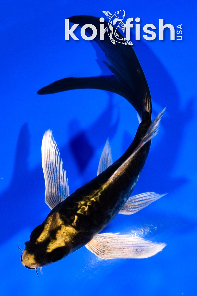 5.5" ARAGOKE KABUTO BUTTERFLY