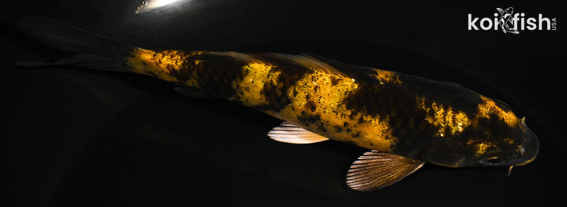 5.25" KI UTSURI