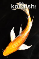 6.5" KIKUSUI BUTTERFLY
