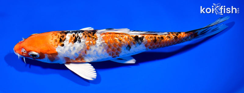 7.75" GINRIN YAMATO NISHIKI