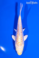 4.75" ARAGOKE LEMON HARIWAKE