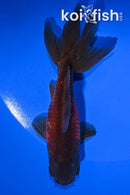 4.25" WAKIN GOLDFISH