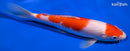 9" MARUTEN KOHAKU