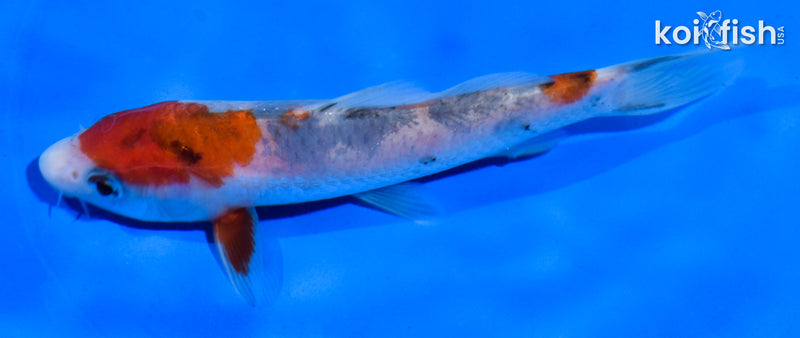 5.5" SANKE