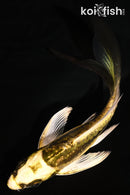 5.25" KIN KIKOKURYU BUTTERFLY