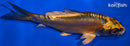 4.75" KIN KIKOKURYU