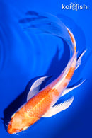 6" HARIWAKE BUTTERFLY