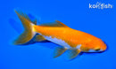 5.75" WAKIN GOLDFISH