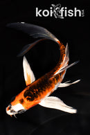 6.25" KUJAKU BUTTERFLY
