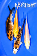 PACK OF (4) 4-4.25" MIXED STANDARD KOI