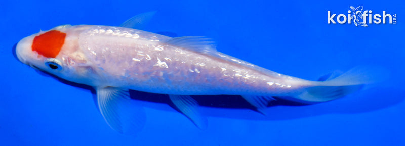 5" GINRIN TANCHO KOHAKU