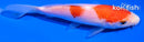 5" KOHAKU