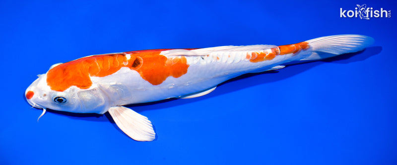 12.75" HEISEI NISHIKI