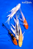 PACK OF (5) 4-5.5" BUTTERFLY KOI