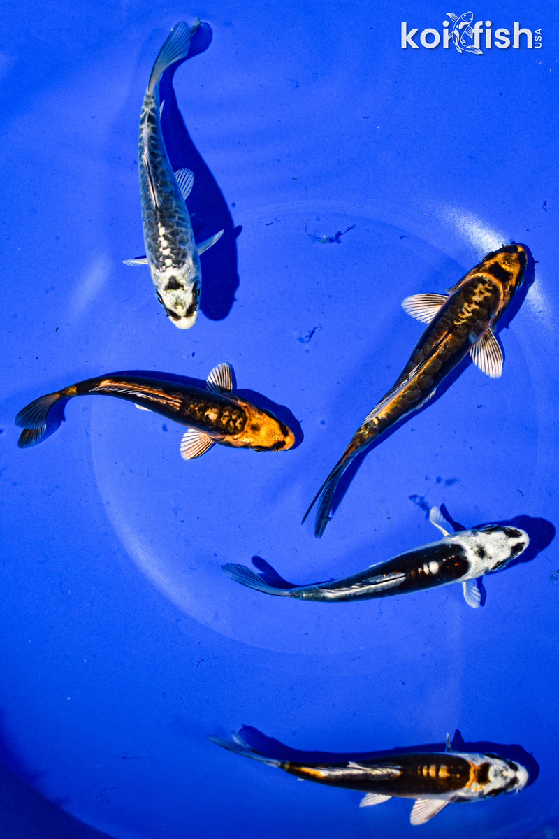 PACK OF (5) 3-4" STANDARD GHOST KOI