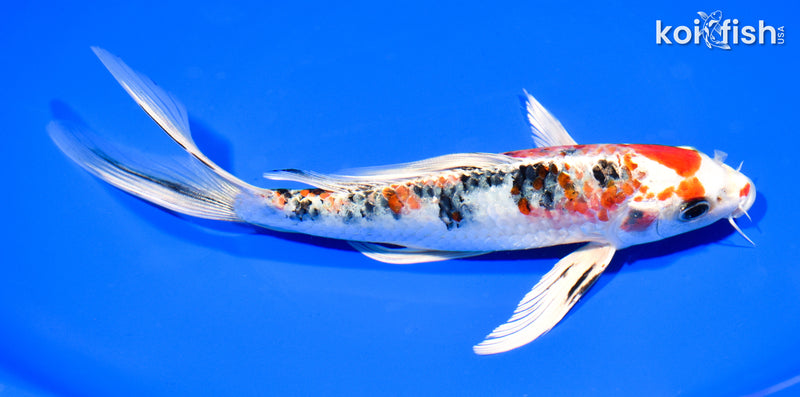 8" YAMATO NISHIKI BUTTERFLY