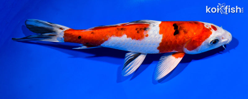 9.5" YAMATO NISHIKI