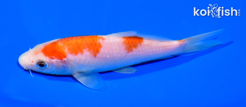 5.25" KOHAKU