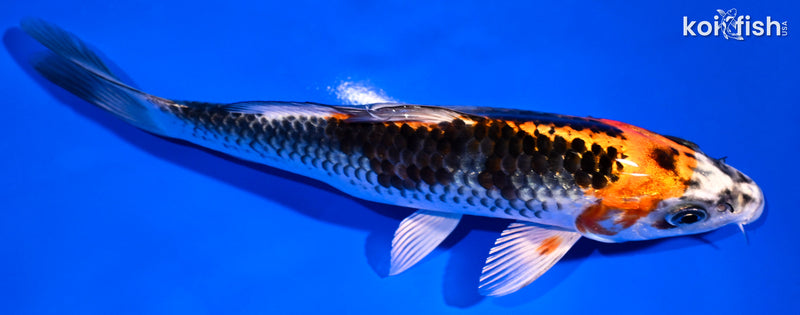 6.75" BENI GINGA