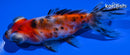 4.5" CALICO TELESCOPE FANTAIL GOLDFISH