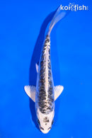 5.5" BENI KIKOKURYU