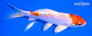 6" KIKUSUI