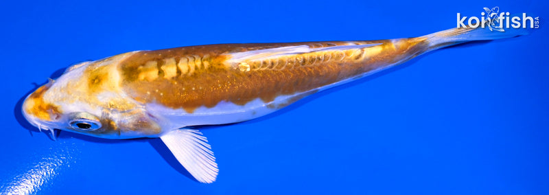 4.75" DOITSU LEMON HARIWAKE