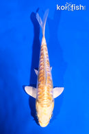 5" ARAGOKE LEMON HARIWAKE