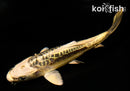 5.5" KIN KIKOKURYU