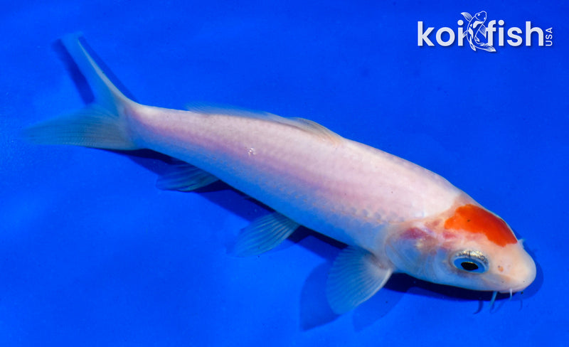 5" KOHAKU