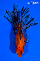 5.25" CALICO WATONAI GOLDFISH