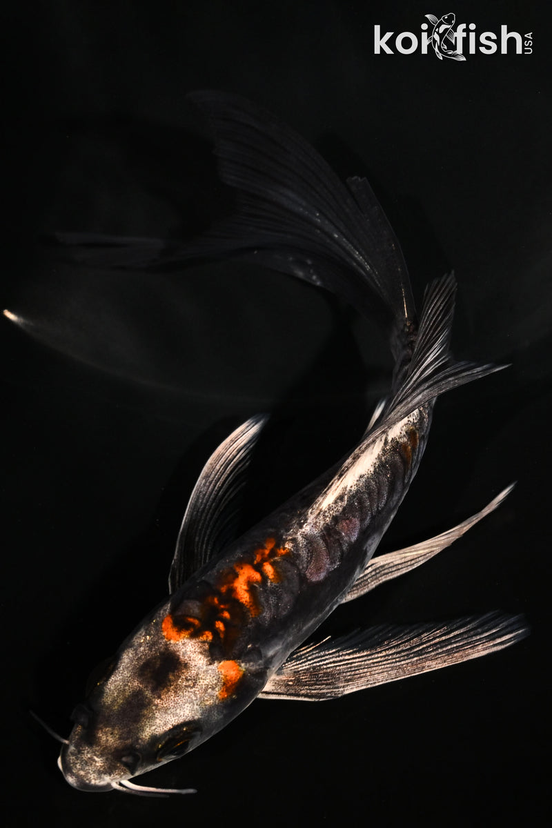 5.5" BENI KIKOKURYU BUTTERFLY