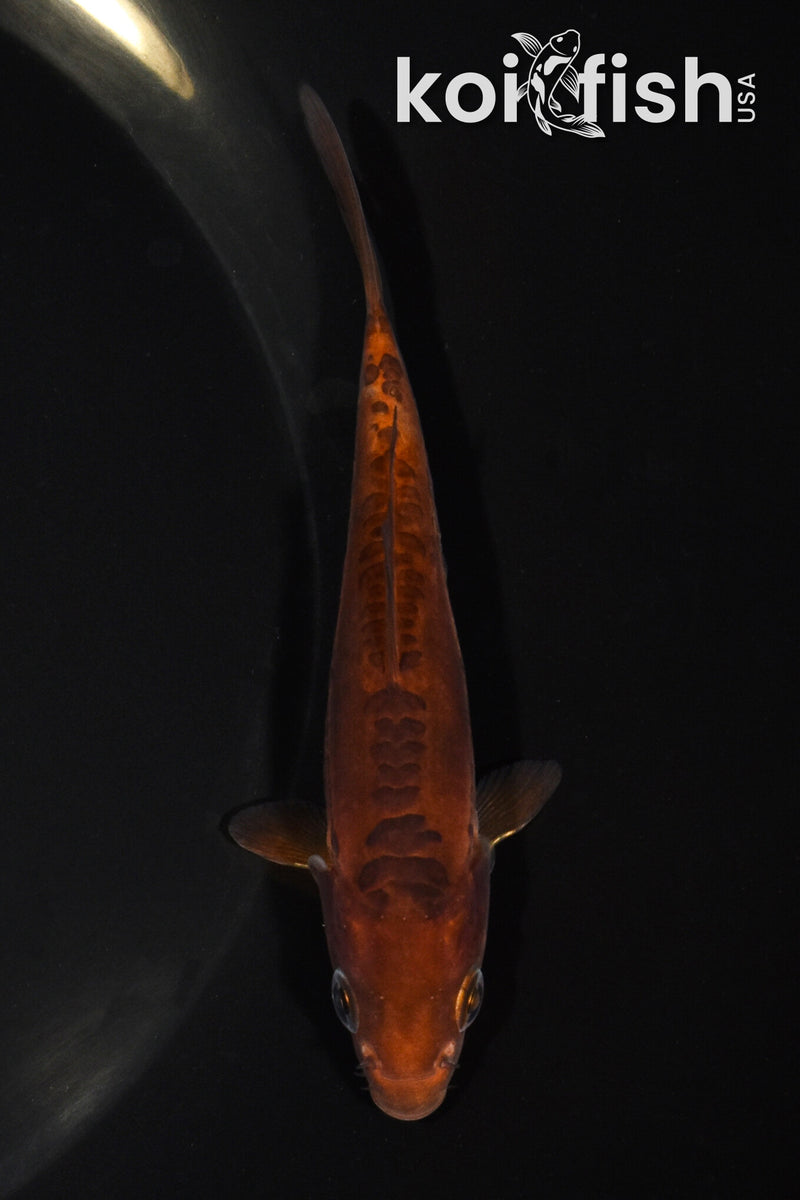 4" DOITSU CHAGOI