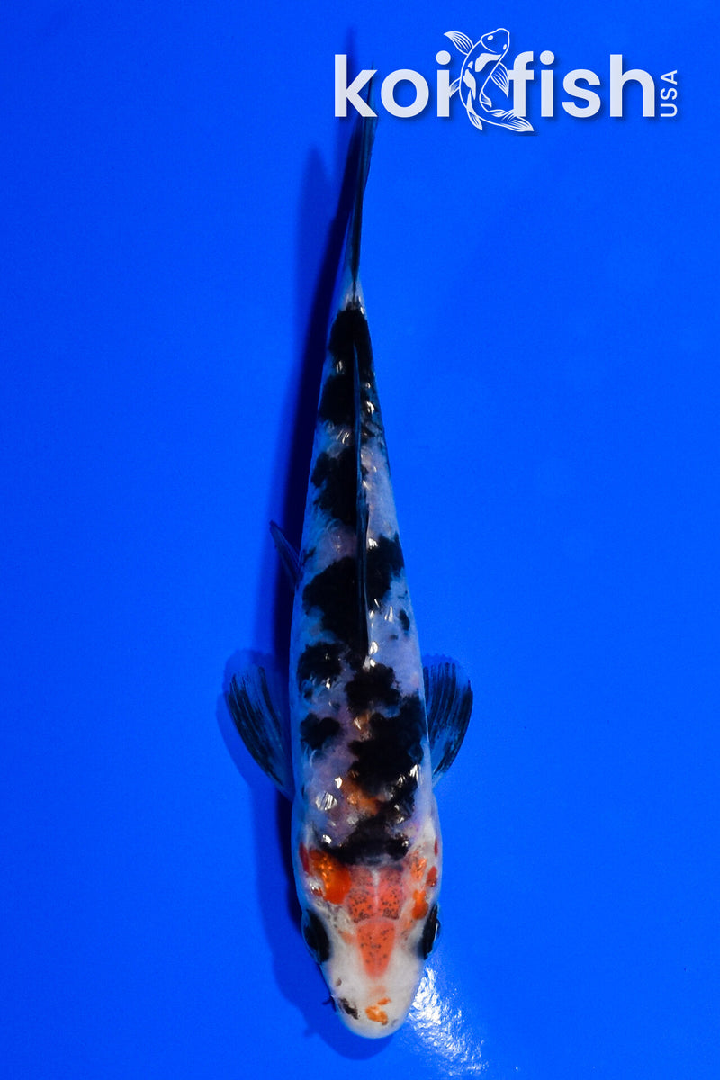 4" GINRIN SANKE