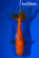 4.5" WAKIN GOLDFISH