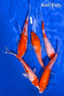 PACK OF (5) 4-5" STANDARD KOI
