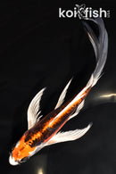 7.75" BENI KIKOKURYU BUTTERFLY