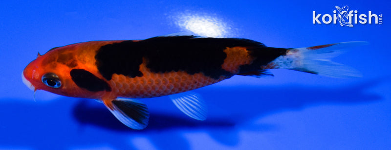 4.75" AKA SANKE
