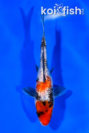 5.75" GINRIN SHOWA