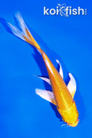 4" YAMABUKI OGON BUTTERFLY