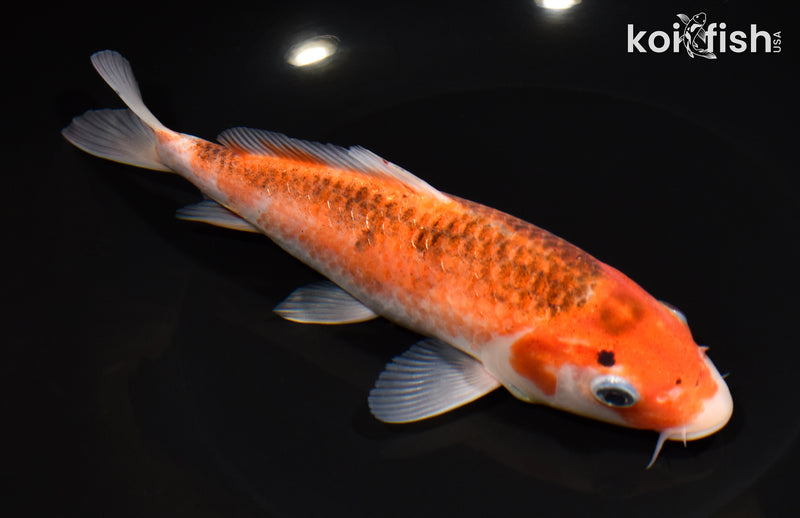 7.25" GOROMO