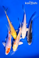 PACK OF (5) 4-5" STANDARD KOI