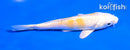 5" LEMON HARIWAKE