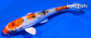 5" YAMATO NISHIKI