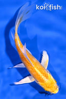 5" YAMABUKI OGON BUTTERFLY