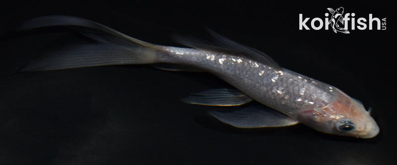5" GINRIN SOROGOI BUTTERFLY