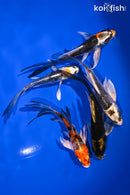PACK OF (5) 4.25-4.5" BUTTERFLY KOI