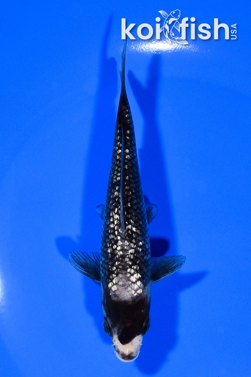 5" GINRIN BENI MATSUKAWABAKE