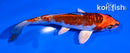 5" KUJAKU